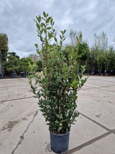 Quercus ilex 80-100 cm cont. 5,0L - afbeelding 9