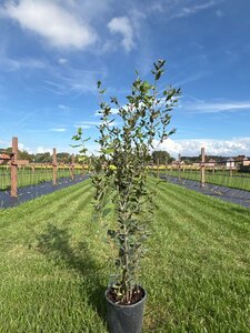 Quercus ilex 80-100 cm cont. 5,0L - afbeelding 2