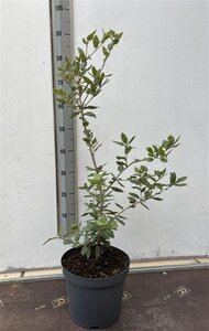 Quercus ilex 80-100 cm cont. 7,5L - afbeelding 5