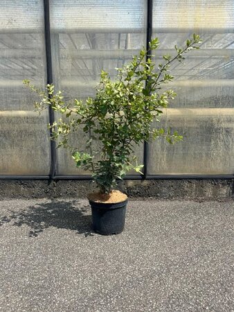 Quercus ilex 80-100 cm cont. 7,5L - afbeelding 6