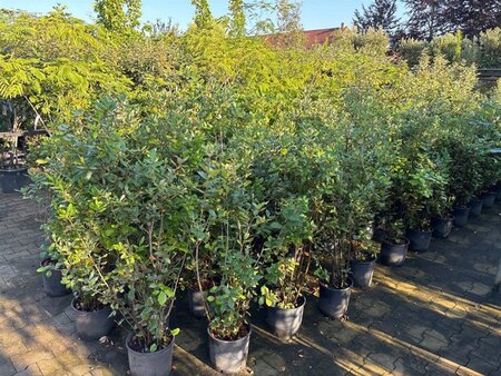 Quercus ilex 80-100 cm cont. 9L - afbeelding 5