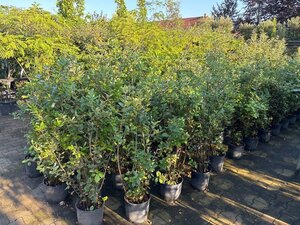 Quercus ilex 80-100 cm cont. 9L - afbeelding 5