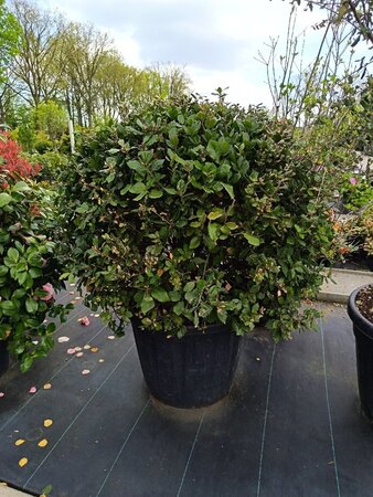 Quercus ilex 80 cm container bol