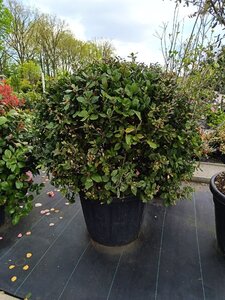 Quercus ilex 80 cm container bol