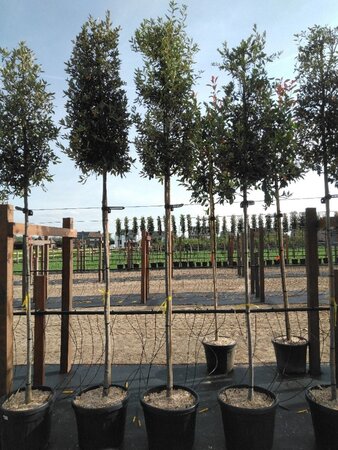 Quercus ilex 8-10 STA4 cont. 25L - image 1
