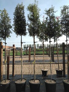Quercus ilex 8-10 STA4 cont. 25L