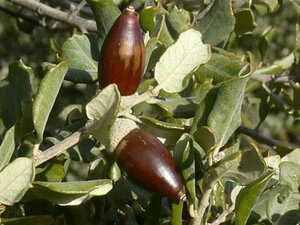 Quercus ilex 8-10 Hoogstam cont. 50L