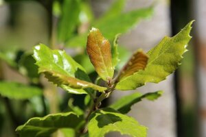 Quercus ilex 8-10 Hoogstam cont. 50L - afbeelding 3