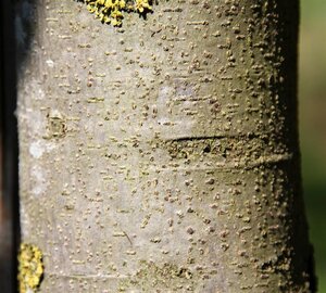 Quercus ilex 8-10 Hoogstam cont. 50L - afbeelding 6