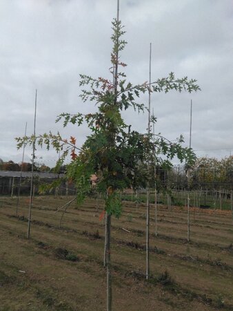 Quercus palustris 10-12 Hoogstam wortelgoed - afbeelding 1