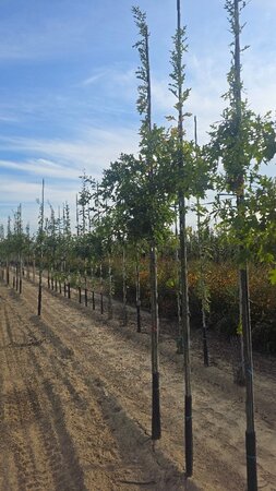 Quercus palustris 10-12 Hoogstam wortelgoed - afbeelding 2