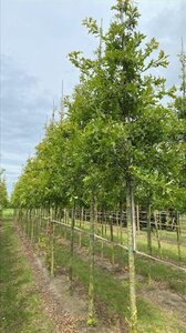 Quercus palustris 12-14 Hoogstam draadkluit 2 X verplant