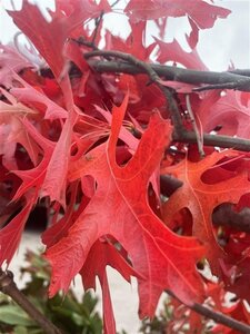 Quercus palustris 12-14 Hoogstam draadkluit 2 X verplant - afbeelding 3