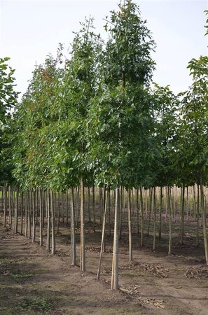 Quercus palustris 12-14 Hoogstam wortelgoed 2 X verplant