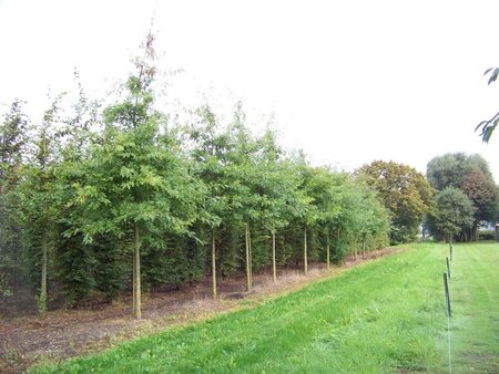 Quercus palustris 16-18 Hoogstam draadkluit 3 X verplant - afbeelding 1