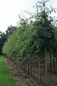 Quercus palustris 16-18 Hoogstam draadkluit 3 X verplant - afbeelding 2