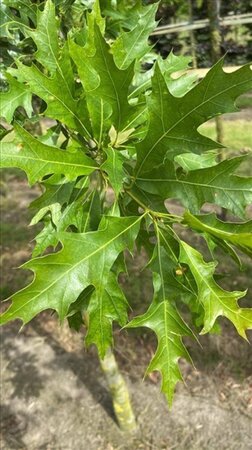 Quercus palustris 18-20 Hoogstam draadkluit 3 X verplant - afbeelding 2