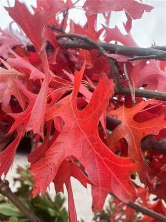 Quercus palustris 6-8 Hoogstam draadkluit - afbeelding 3