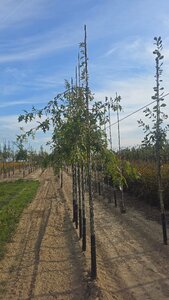 Quercus palustris 8-10 Hoogstam met kluit