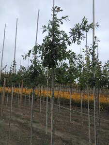 Quercus palustris 8-10 Hoogstam wortelgoed