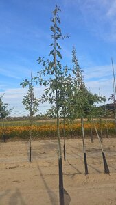 Quercus petraea / sessiflora 8-10 Hoogstam met kluit