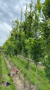 Quercus pal. Green Pillar 12-14 Hoogstam draadkluit 2 X verplant