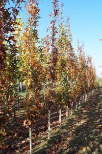 Quercus pal. Green Pillar 8-10 cm draadkluit geveerd