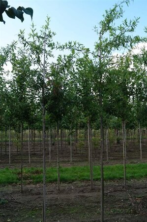 Quercus phellos 12-14 Hoogstam draadkluit 2 X verplant