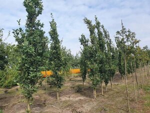 Quercus rob. 'Fastigiate Koster' 12-14 cm draadkluit geveerd