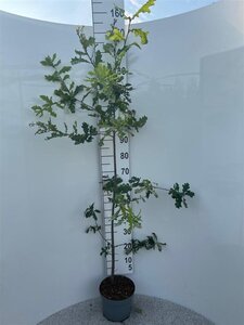 Quercus robur 100-125 cm cont. 5,0L
