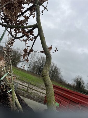 Quercus robur 12-14 Hoogstam draadkluit 2 X verplant - afbeelding 2