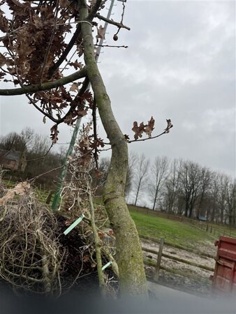 Quercus robur 12-14 Hoogstam draadkluit 2 X verplant - afbeelding 3
