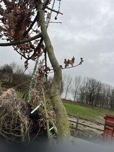 Quercus robur 12-14 Hoogstam draadkluit 2 X verplant - afbeelding 3