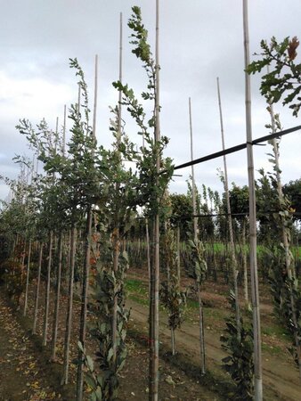 Quercus robur 12-14 Hoogstam draadkluit 2 X verplant - afbeelding 2