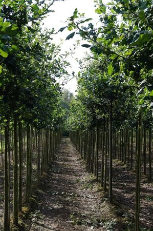 Quercus robur 12-14 STA WRB 2 X V - image 1