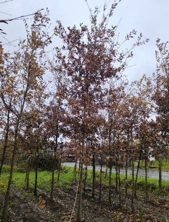 Quercus robur 18-20 Hoogstam draadkluit 3 X verplant