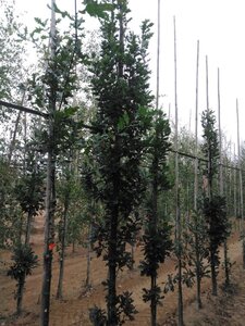 Quercus rob. 'Zeeland' 10-12 cm draadkluit geveerd - afbeelding 5