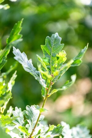 Quercus rob. 'Zeeland' 20-25 cm draadkluit geveerd - afbeelding 2
