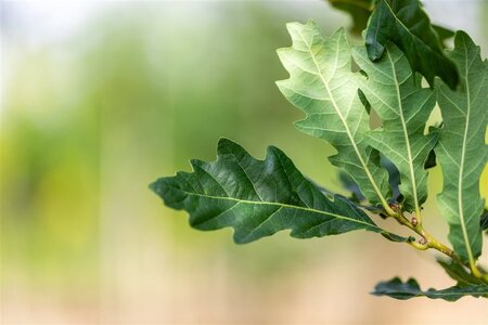 Quercus rob. 'Zeeland' 250-300 cm draadkluit geveerd - afbeelding 3