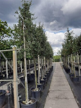 Quercus suber 12-14 Hoogstam container - afbeelding 1