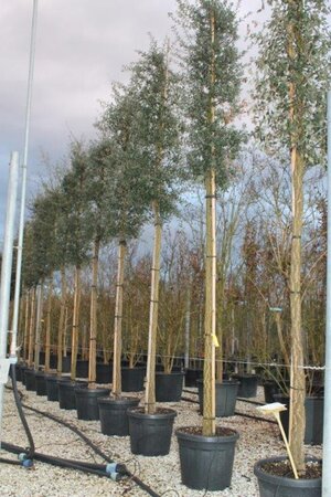 Quercus suber 14-16 Hoogstam cont. 50L - afbeelding 1