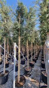 Quercus suber 14-16 Hoogstam cont. 50L - afbeelding 2