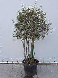 Quercus suber 250-300 cm draadkluit meerstammig