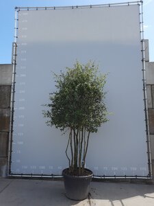 Quercus suber 250-300 cm WRB multi-stem