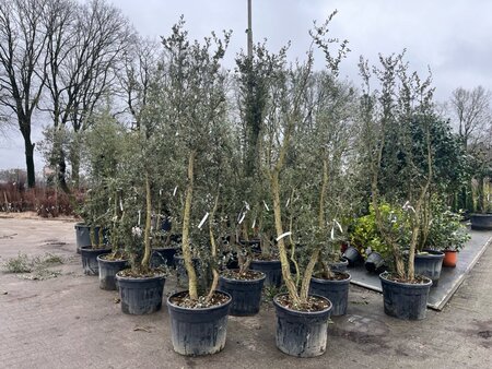 Quercus suber 250-300 cm WRB multi-stem