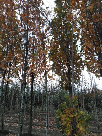 Quercus warei 'Regal Prince' = 'Long' 10-12 Hoogstam met kluit - afbeelding 3