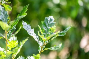Quercus warei 'Regal Prince' = 'Long' 16-18 cm draadkluit geveerd 3 X verplant - afbeelding 4
