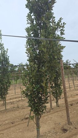 Quercus warei 'Regal Prince' = 'Long' 16-18 cm WRB feathered 3 X V - image 5