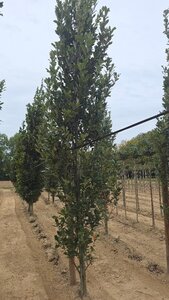 Quercus warei 'Regal Prince' = 'Long' 18-20 cm draadkluit geveerd 3 X verplant - afbeelding 3