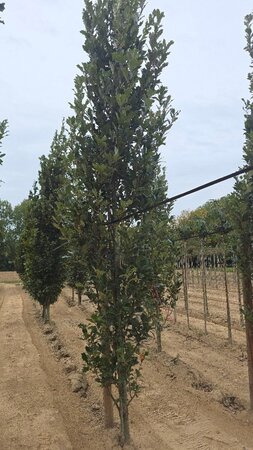 Quercus warei 'Regal Prince' = 'Long' 18-20 cm WRB feathered 3 X V - image 3